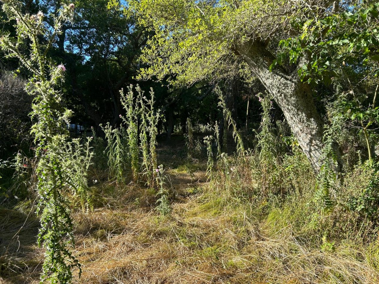 Lote De 20x40mts Con Mejoras En Calle Huascar, Localidad De Punta Indio