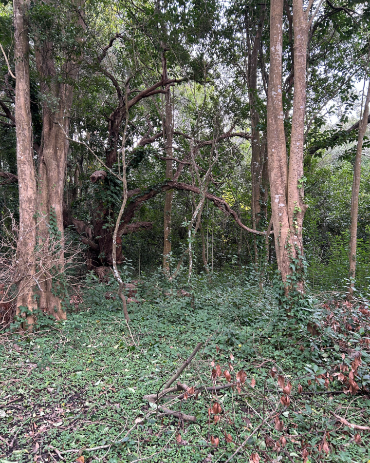 Lote de 20x40 en calle Guemes entre Moreno y Sarmiento, Punta Indio