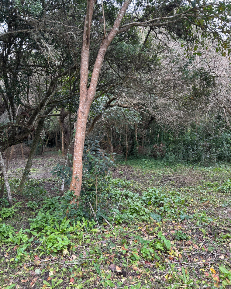 Lote de 20x40 en calle Guemes entre Moreno y Sarmiento, Punta Indio