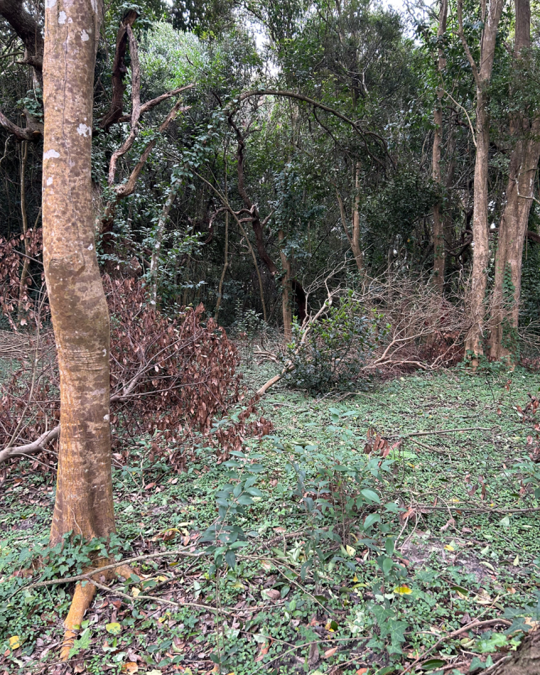 Lote de 20x40 en calle Guemes entre Moreno y Sarmiento, Punta Indio